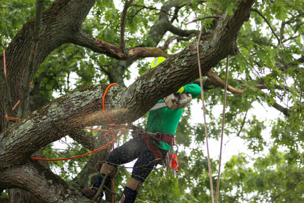 Best Hazardous Tree Removal  in Rossford, OH