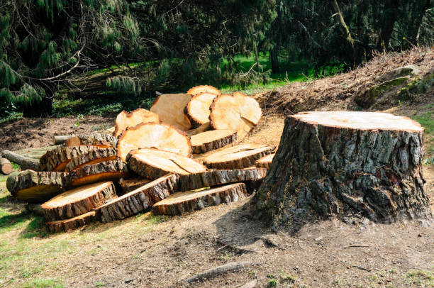 How Our Tree Care Process Works  in  Rossford, OH